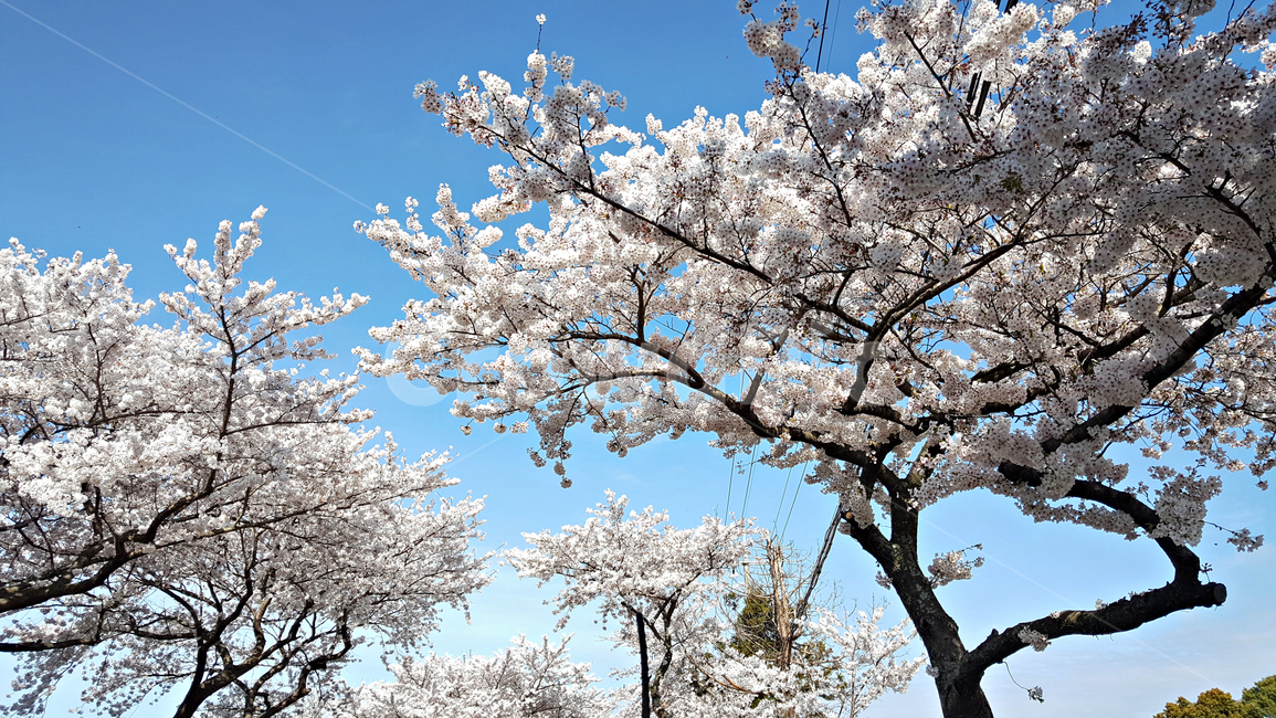 벚꽃,꽃,flower,식물,blossom,plant