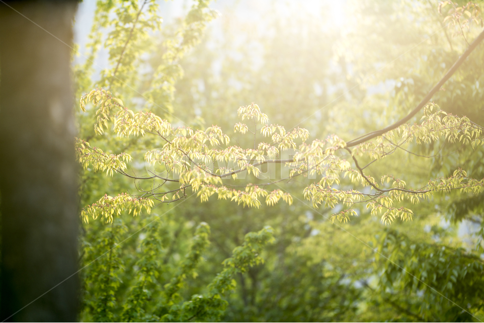 자연,풍경,봄,꽃,감성,햇살,봄,계절,spring,season,식물,자연,plants,nature,휴식,힐링,rest,relaxation,healing,vegetation,초목,plant,tree,나무,outdoors,옥외,woodland,삼림지,forest,숲,land,땅