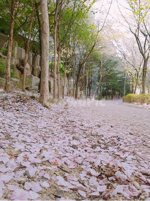 tree,나무,plant,식물,leaf,잎,꽃길,봄,풍경,자연