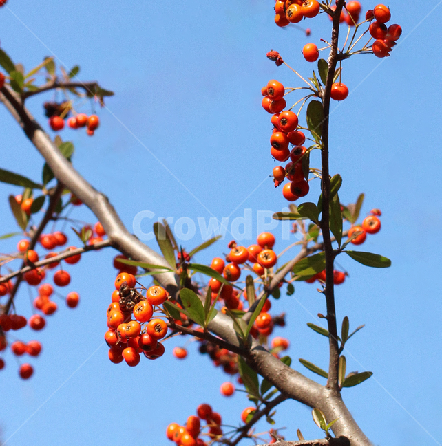열매,하늘,주황,나뭇가지,가을,식물,자연,plants,nature,과일,열매,fruit