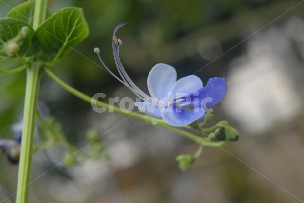 꽃,식물,식물원,flower,열대식물,하늘색,식물,자연,plants,nature,꽃,flower