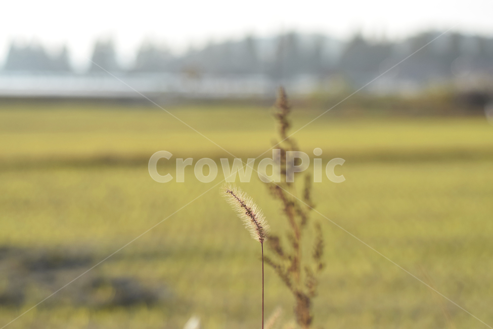 강아지풀,담양,논,가을,자연,자연풍경,밭,논밭,식물,plants,nature,풍경,fall,season,숲,나무,아웃포커싱,아웃포커스,식물,자연,plants,nature