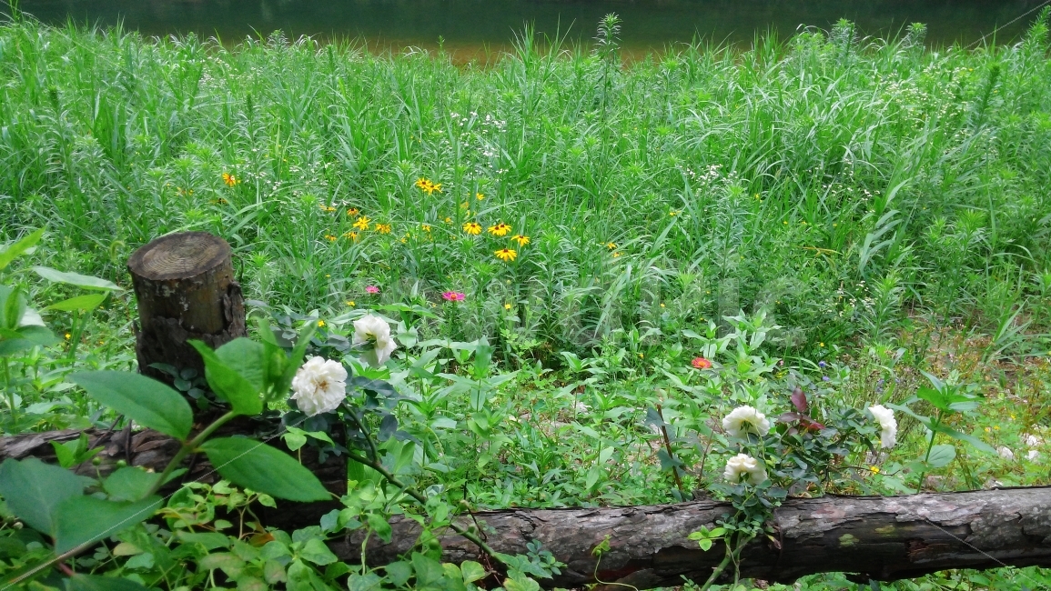 백일홍,울타리,자연,풍경,꽃,식물,자연,plants,nature,꽃,flower