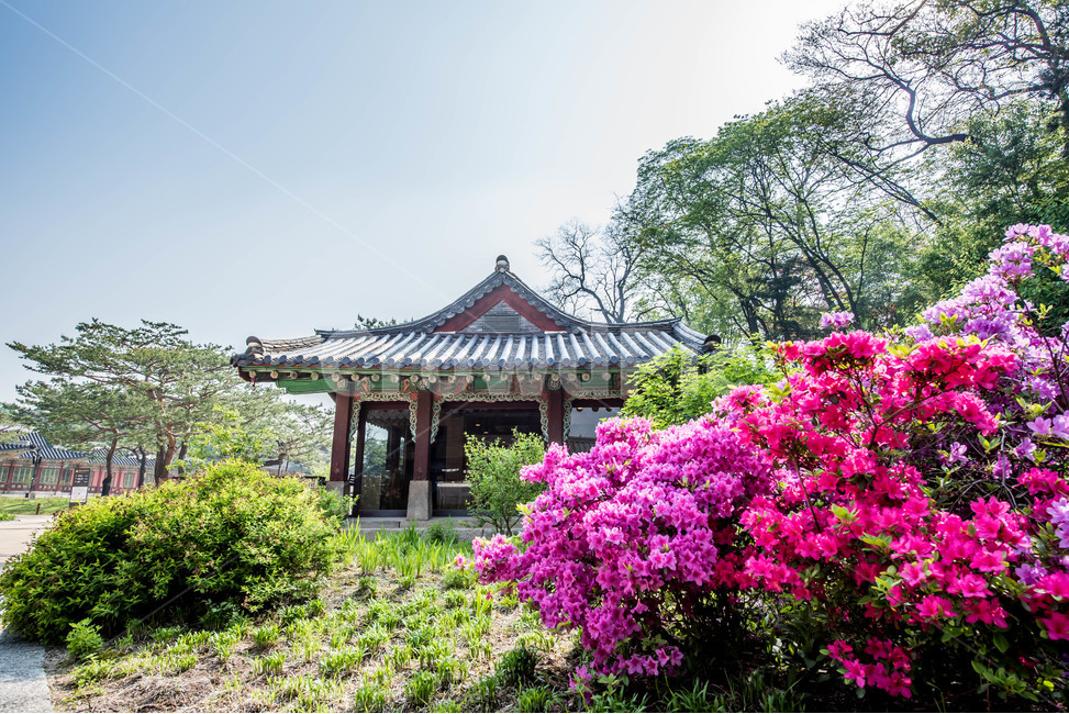 나무,푸른정원,푸른,봄,철쭉,수달래,꽃,진달래,정자,분홍,봄,계절,spring,season,한국전통,한국문화,korean traditional,korean culture,식물,자연,plants,nature,꽃,flower,outdoors,옥외