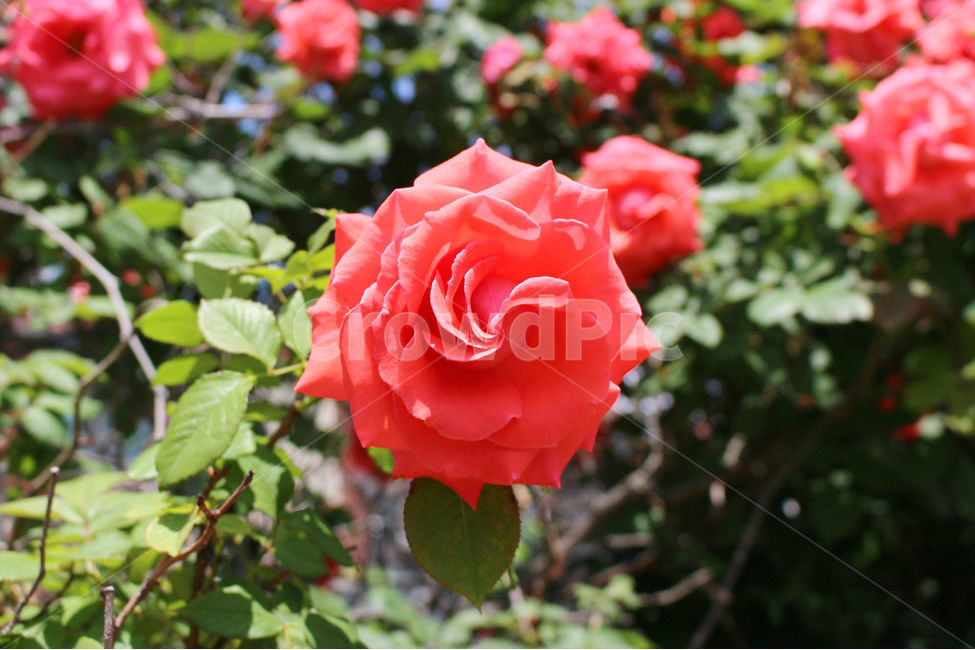 꽃,장미,감성사진,자연,풍경,풍경사진,flower,rose,여름,식물,자연,plants,nature,꽃,flower,색깔,색상,색채,색감,color sense,color sensitivity,feeling of color