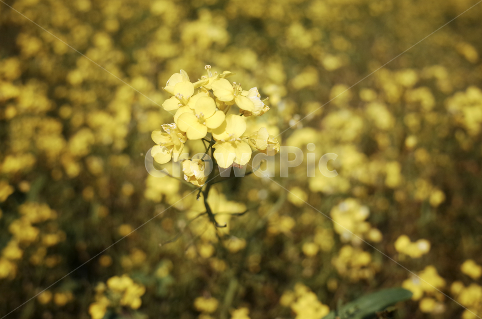 유채꽃,유채,봄꽃,봄,노란꽃,yellow,green,flower,꽃,plant,식물,초록