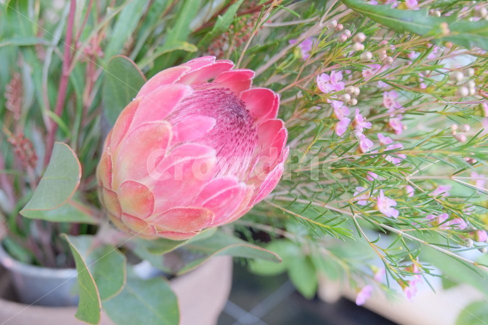 plant,식물,blossom,꽃,flower,배경화면