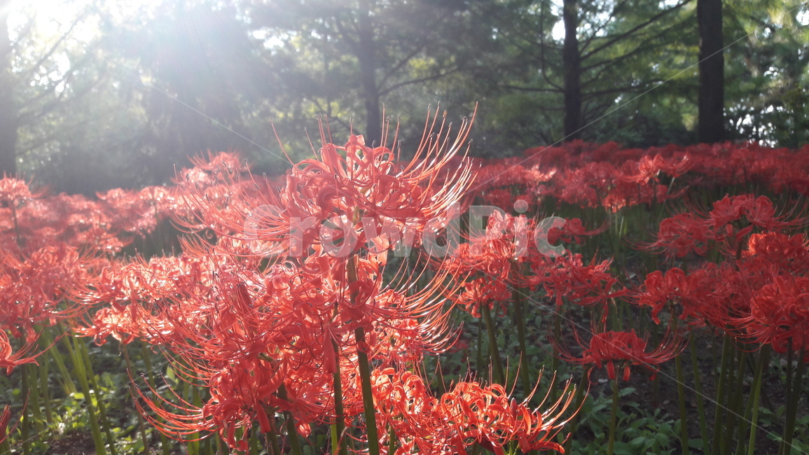 plant,식물,꽃,flowers,자연,빛