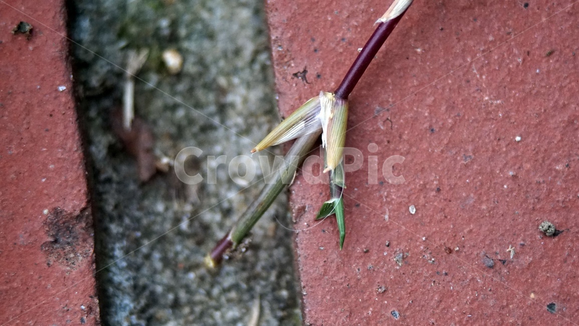 풀,접사,매크로,macro,closeup,grass,closeup접사,식물,자연,plants,nature