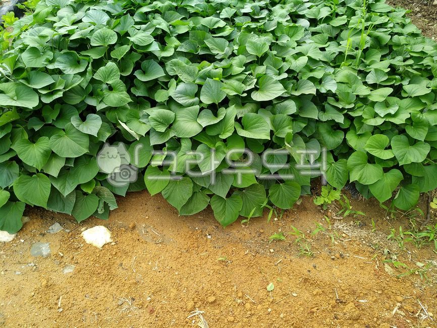 sweet potato,Sweet potato cultivation,sweet potato leaves,Sweet Potato Harvest,sweet potato field,crops