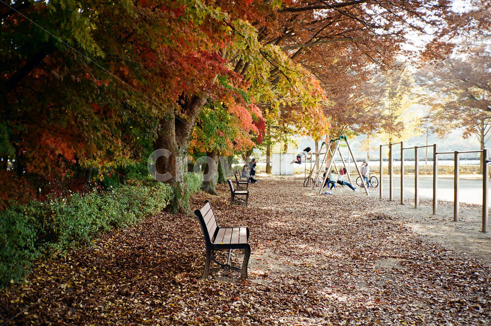 놀이터,학교,단풍,단풍나무,가을,운동장,학교운동장,가을,계절,fall,autumn,season,식물,자연,plants,nature,나무,trees,wood,furniture,가구