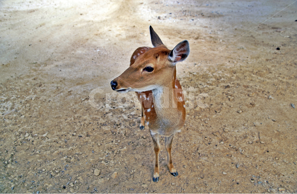 꽃사슴,사슴,동물,반점,월미공원,대륙사슴,매화사슴,포유동물,동물,animal,포유류,mammal