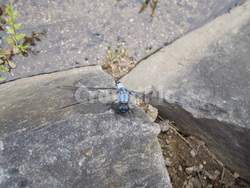잠자리,곤충,dragonfly,animal,insect,푸른,blue,곤충,벌레,insect,bug