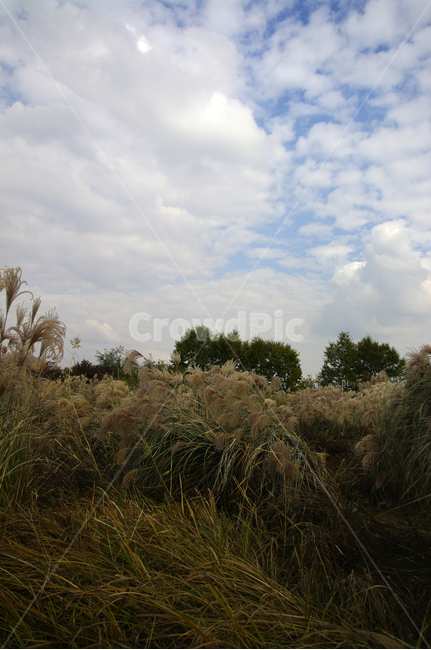 하늘,구름,가을,억새,자연,nature,식물,plant,자연,풍경,nature,landscape,outdoors,옥외,weather,날씨