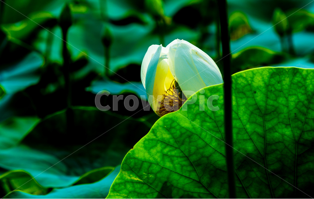 연꽃,연잎,문양,무늬,연대,그림자,습지,연못,식물,자연,plants,nature,꽃,flower