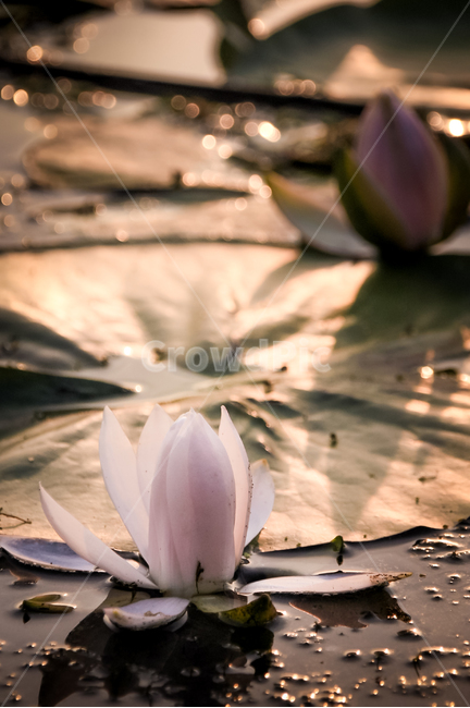 꽃,수련,노을,감성,개화,자연,식물,waterlily,flowering,nature,plant,sunset,식물,자연,plants,nature,꽃,flower