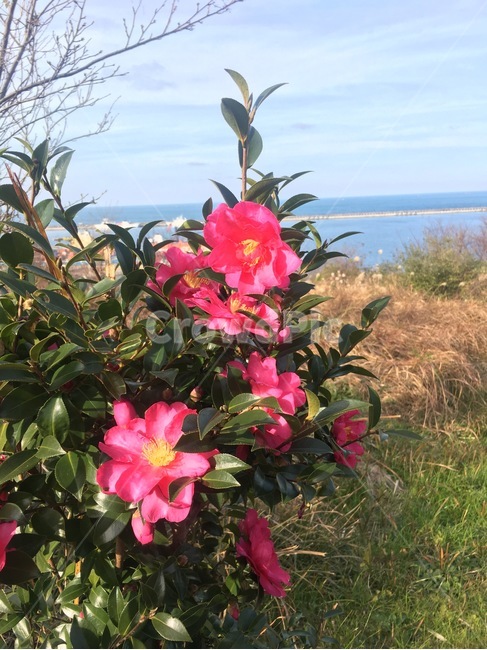 plant,blossom,flower,동백,동백꽃