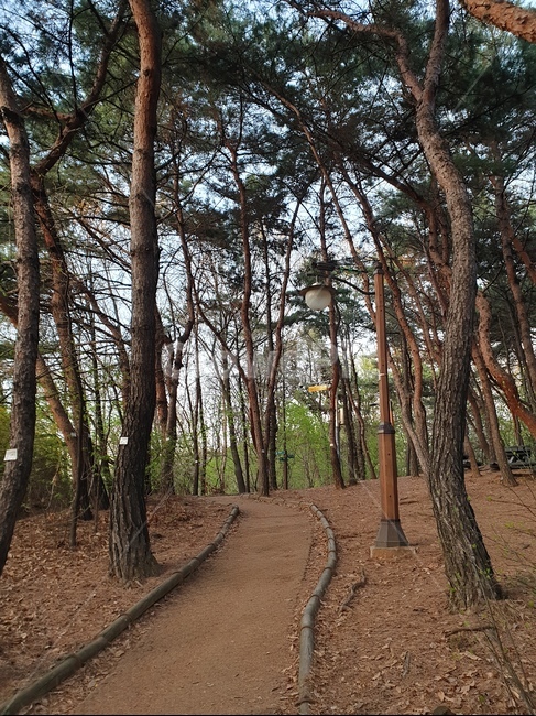 소나무길,소나무,공원,산책,산책로