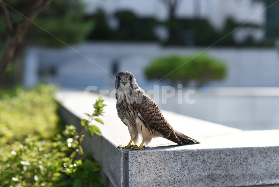동물,새,매,황조롱이,bird,animal,kestrel,hawk,동물,animal,조류,새,birds