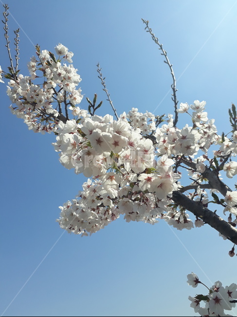 plant,식물,flower,꽃,blossom,벚꽃
