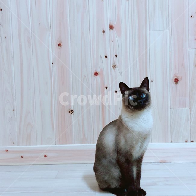 고양이,야옹이,샴,샴고양이,반려동물,반려고양이,애완동물,cat,neko,동물,동물,animal,포유류,mammal,고양이,cat,kitten,kitty
