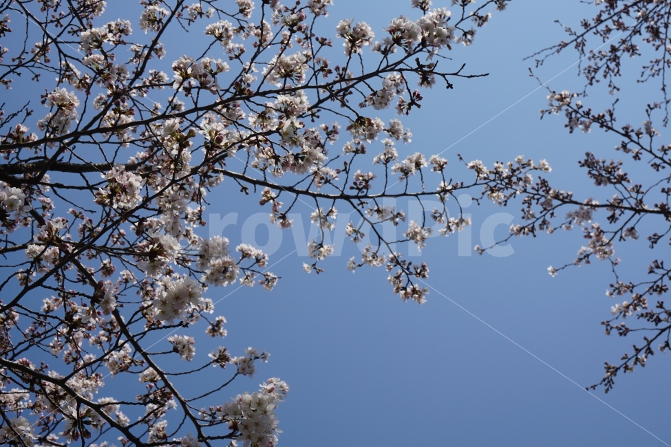 곳,봄,벗꽃,파란하늘,맑은공기,커플,자전거,SOON,SPRING,CHERRYBLOSSOM,BLUESKY,FRESHAIR,COUPLE,BICYCLE,식물,자연,plants,nature,봄,계절,spring,season,꽃,flower,plant,blossom,cherry blossom,벚꽃