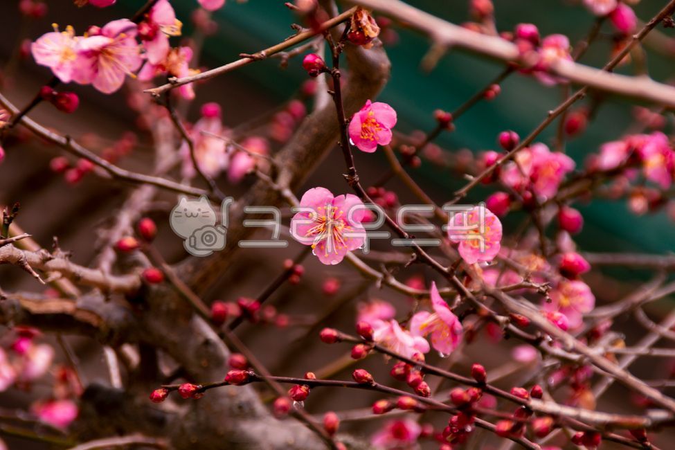flower,꽃,매화,매화꽃,홍매화,봄