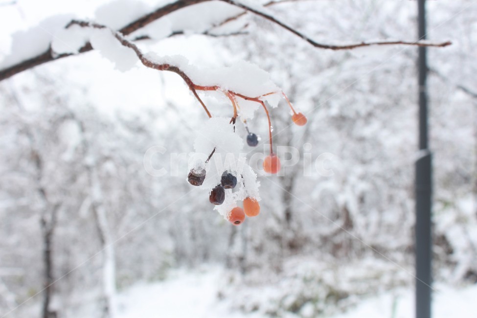 nature,자연,outdoors,옥외,ice,빙,snow,눈,얼음,열매