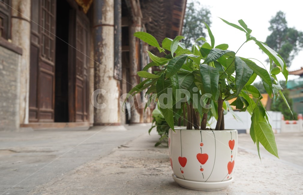 plant,식물,pottedplant,화분,vase,병장식