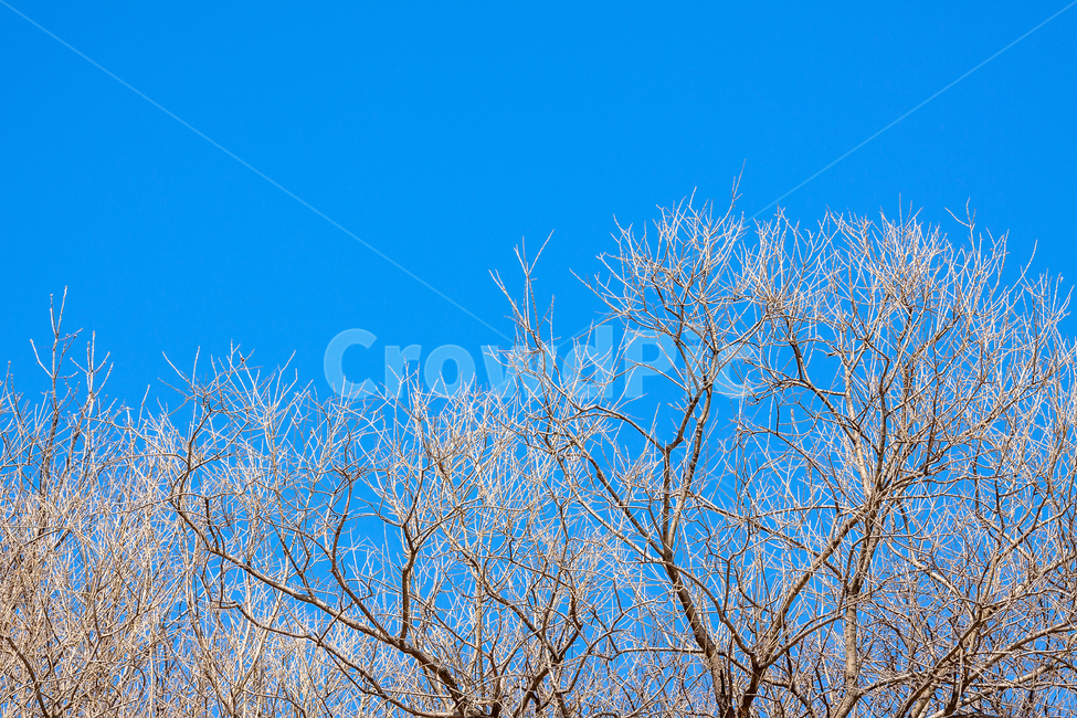 하늘,겨울나무,나무,가지,맑은날,파란하늘,겨울,겨울,계절,winter,season,식물,자연,plants,nature,나무,trees,wood