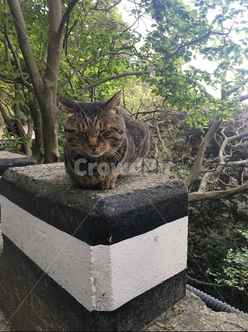 고양이,도도,시크,옆모습,자연배경,길,고양이옆모습,두앞발,애완동물,동물,animal,포유류,mammal,고양이,cat,kitten,kitty