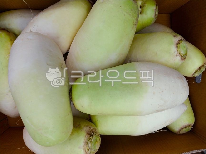 food, 음식, 무우, radish, 제주무우, 사진,이미지,일러스트,캘리그라피 - 오작교작가