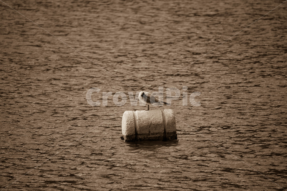 새,부표,아름다움,자연,바다,색감,컬러,노을,bird,sea,color,동물,animal,조류,새,birds,흑백,모노톤,monochrome,black and white