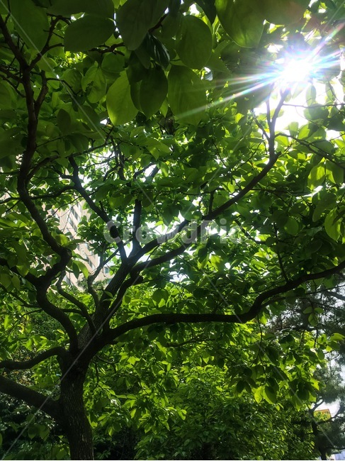 sunlight,햇빛,light,빛,여름,여름분위기,서울숲,나무,summer