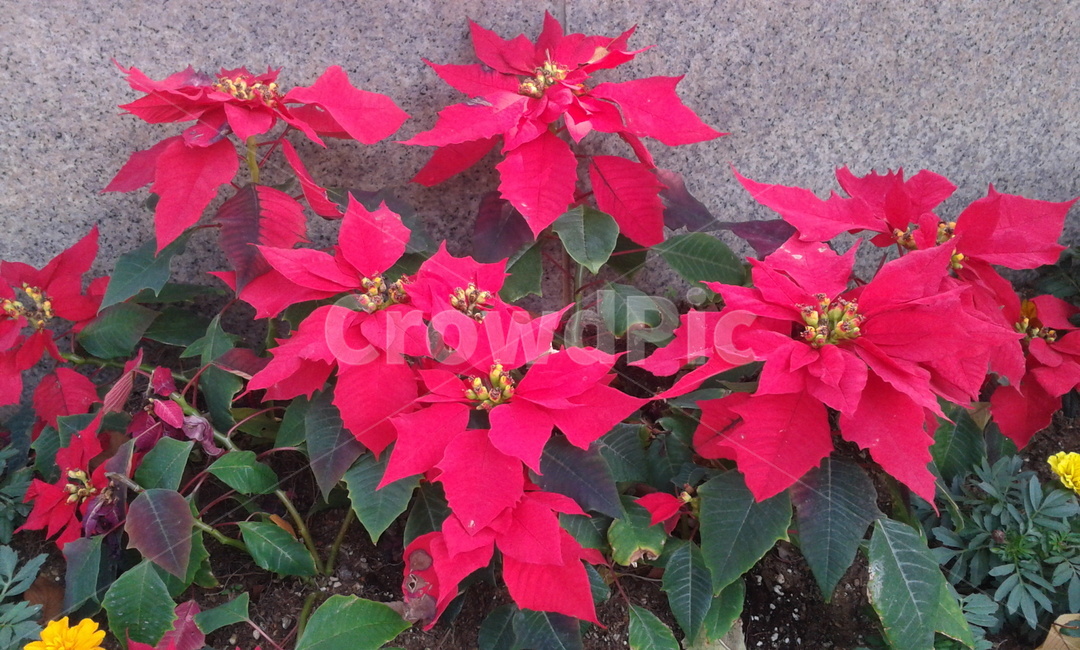 leaf,잎,plant,식물,red,식물,자연,plants,nature,꽃,flower