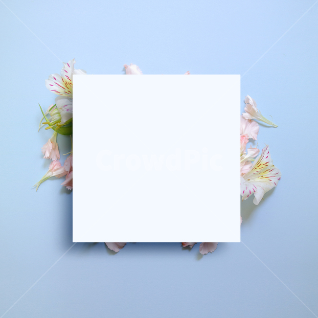 백그라운드,식물,자연,계절,봄,꽃,배경,배경이미지,내추럴,flower,nature,flora,background,꽃잎,프레임