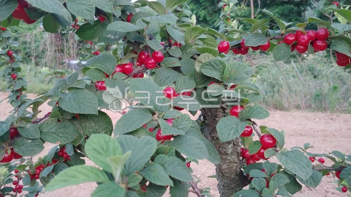 나무,앵두,앵두나무,열매,식물,plant,tree,초록색