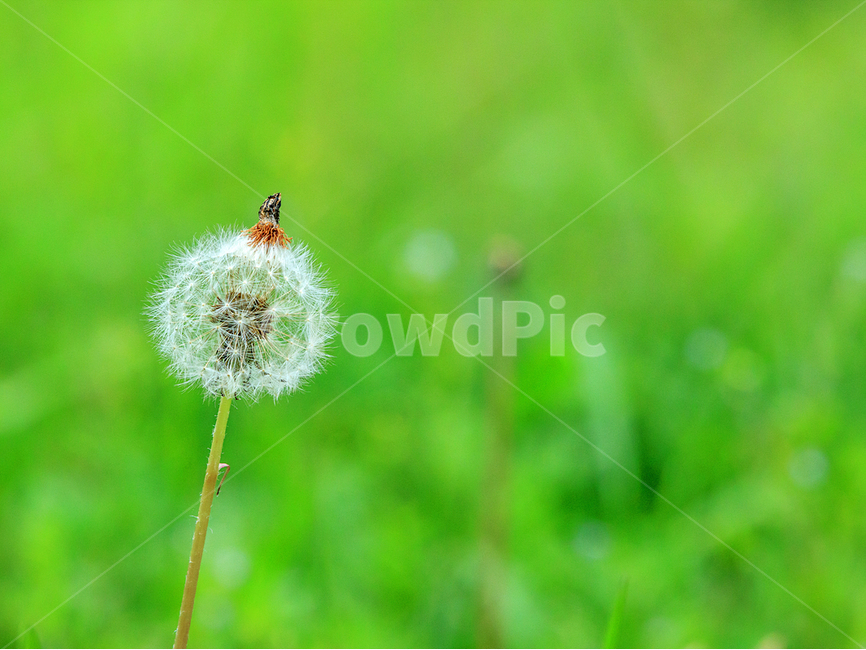 봄,민드레홀씨,꽃,자연,초록색,봄,계절,spring,season,식물,자연,plants,nature,꽃,flower,plant,blossom