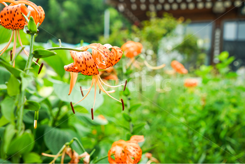 참나리,꽃,식물,주항색,자주색,줄기,마당,재배,백합목,자연,한옥집,식물,자연,plants,nature,꽃,flower