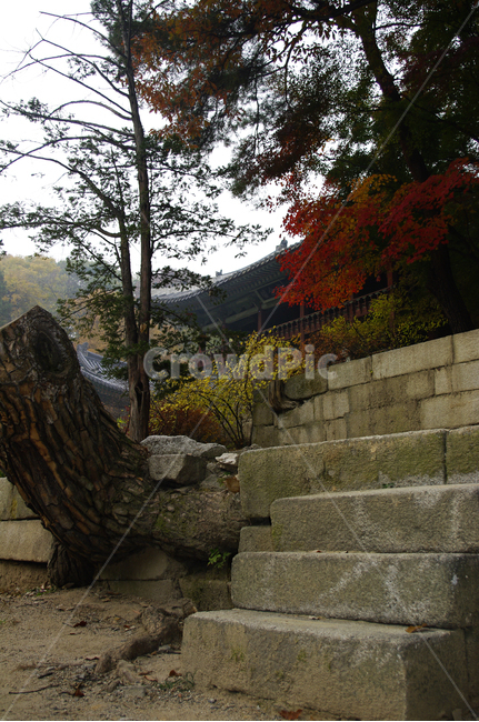 창덕궁후원,주합루,계단,가을,fall,나무,식물,plant,단풍,잎,낙엽,한국전통,한국문화,korean traditional,korean culture,건축물,건물외관,exterior,building,structure,architecture,construction