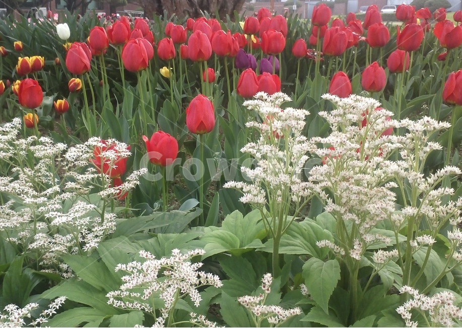 튤립,tulip,백합과,식물,꽃,구근초,여러해살이화초,식물,자연,plants,nature,꽃,flower