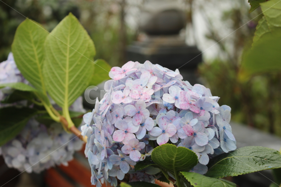 풍성한꽃,아름다운꽃,보라색,보라빛,수국,식물,자연,plants,nature,꽃,flower