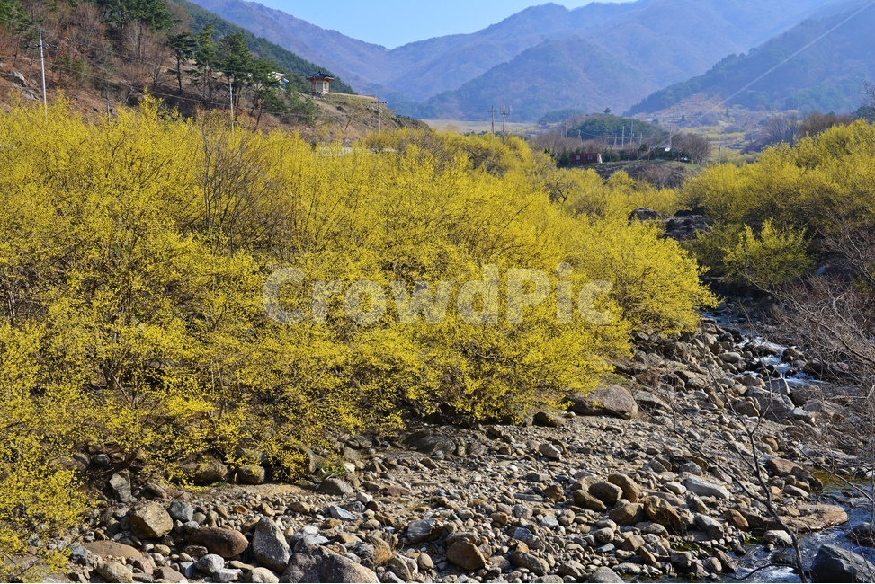 전남,구례,산동,산수유마을,산동산수유마을,산수유,산수유꽃,노랑꽃,봄,봄꽃,계절,water,물,nature,자연,경치,경관,풍경,outdoors,옥외,stream,흐름,gravel,자갈,자연,풍경,nature,landscape
