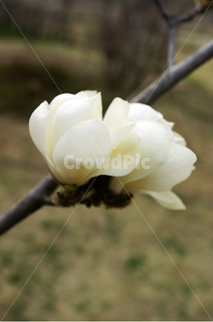 식물,plant,자연,nature,꽃,flower,목련,봄,spring,계절,식물,자연,plants,nature,꽃,flower