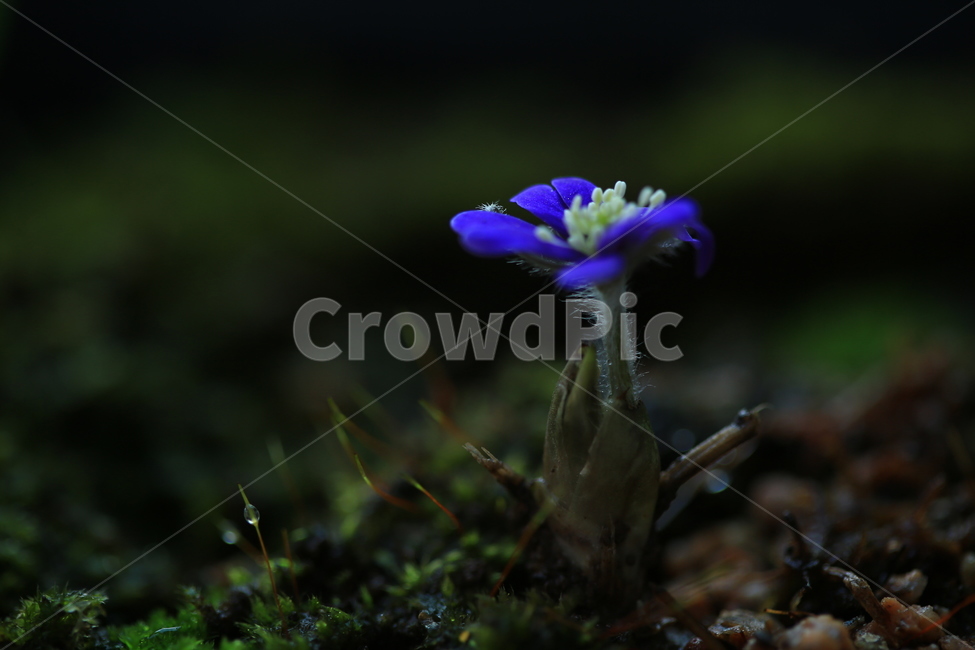 moss,이끼,plant,식물,blossom,flower,꽃,노루귀,청노루귀,털,노루귀털,식물,자연,plants,nature,꽃,flower