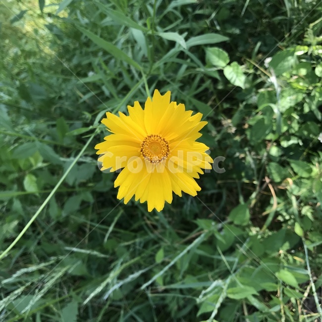 plant,식물,꽃,노랑,yellow,식물,자연,plants,nature,꽃,flower