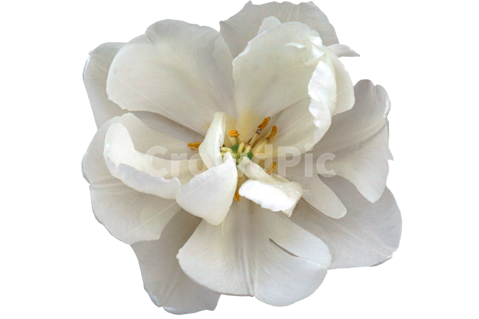 자연,plant,식물,flower,꽃,rose,장미,blossom,하얀꽃,컷아웃,white,누끼,remove background