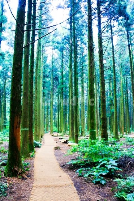 제주,제주도,사려니,사려니숲길,숲길,숲,나무,힐링,산책,자연,풍경,nature,landscape,식물,plants,나무,trees,wood,휴식,힐링,rest,relaxation,healing,path,통로