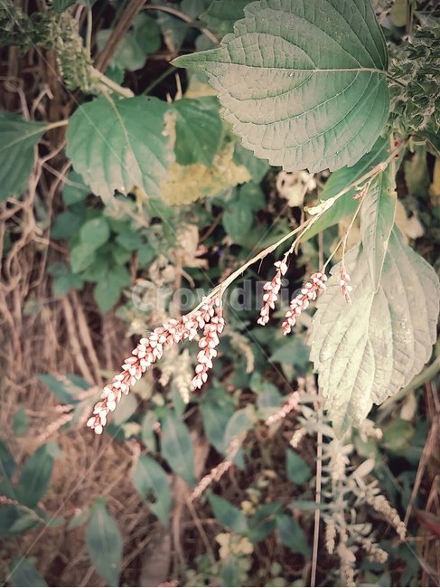 꽃,들꽃,봄,자연,풍경,풀,산,식물,자연,plants,nature