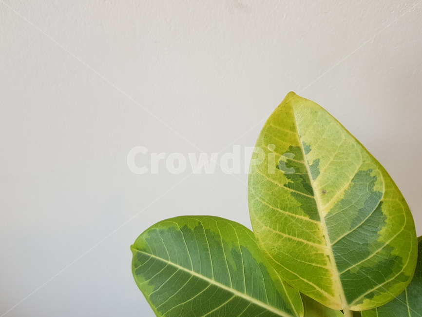 식물,초록,잎,벽,흰색,식물,자연,plants,nature